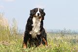 BOUVIER BERNOIS 102